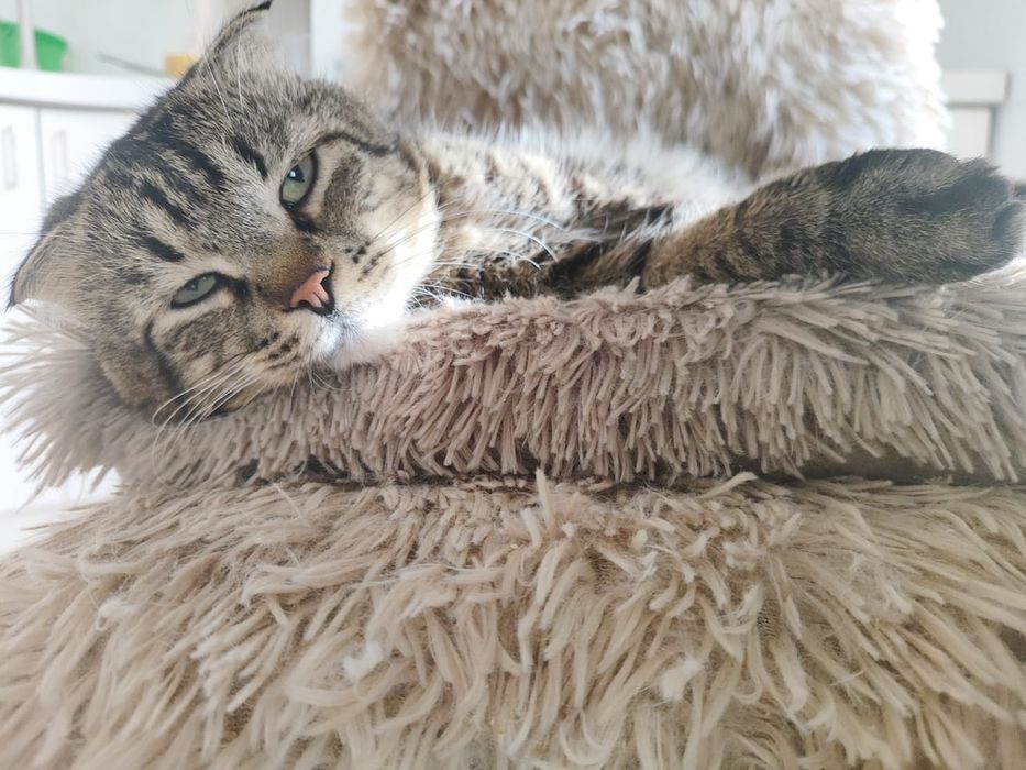 Кот в добрые руки