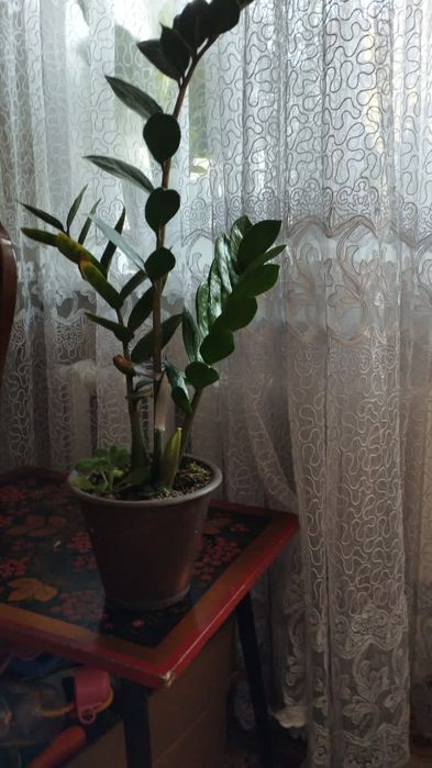 Продам.      цветы