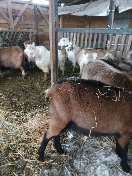 Vând 18 capre fatate