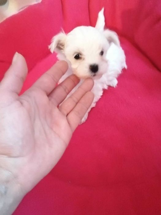 Малтийска болонка