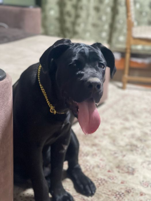 Вязка Кане Корсо