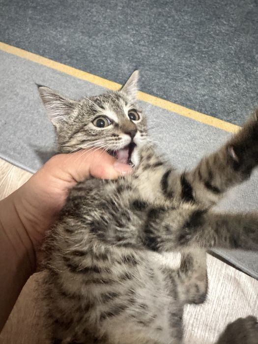 Мышық, Кот аты Мытық