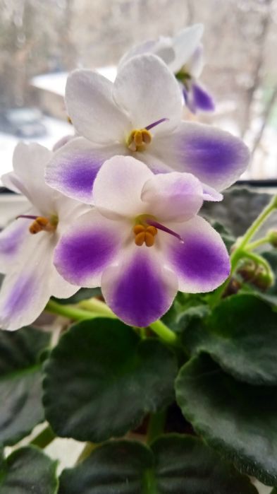 Продам цветущие фиалки