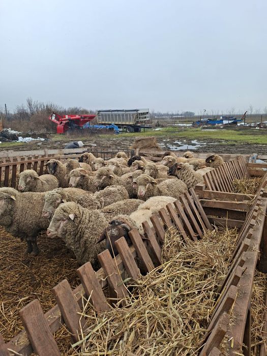 Vând Berbeci  Merinos și Cărăbași