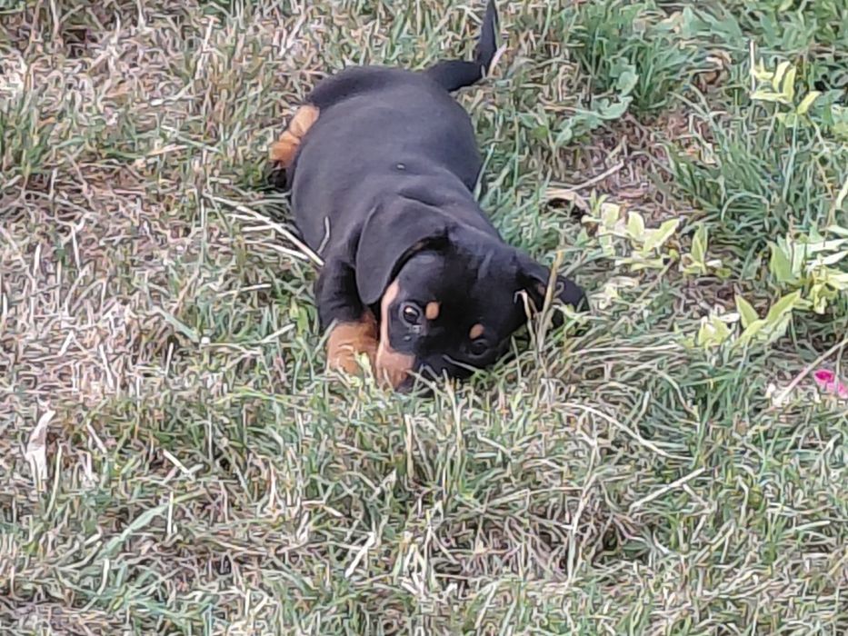 Pui de Techel spre adoptie