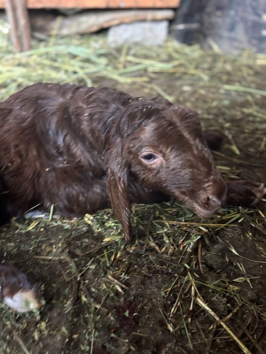 Кой саулык тусак козлы кой