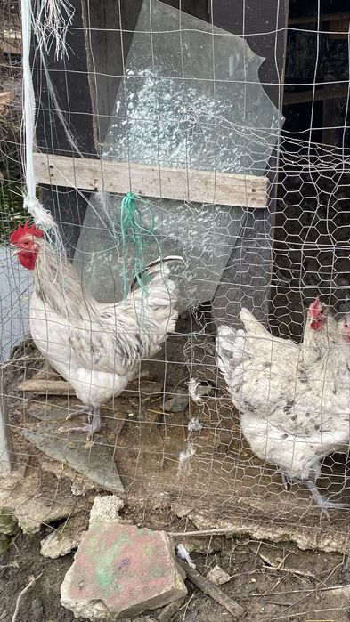 Oua australorp ,marans,motata olandeza si araucana pentru incubat