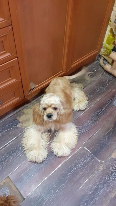 привозной кобель американского кокер спаниеля