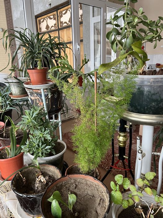 Хонаки гуллар сотилади, қиммат эмас. Шошилинг