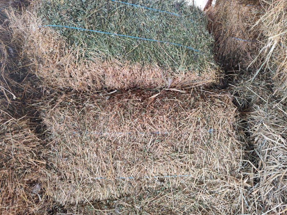 Vând baloți de lucernă