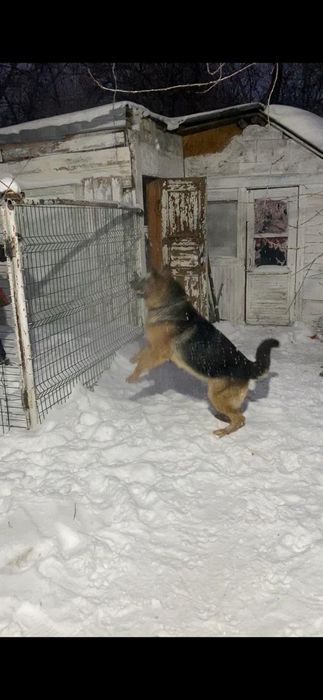 Вязка немецкая овчарка кабель.