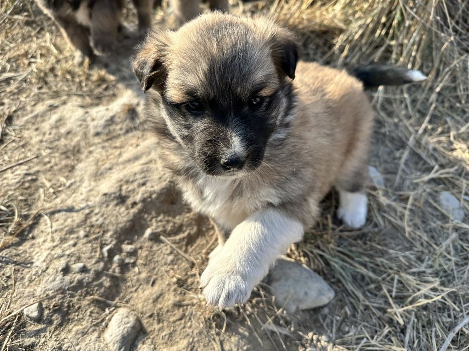 Отдам щенков в добрые руки