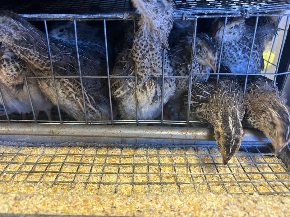 Pui prepelita / prepelite