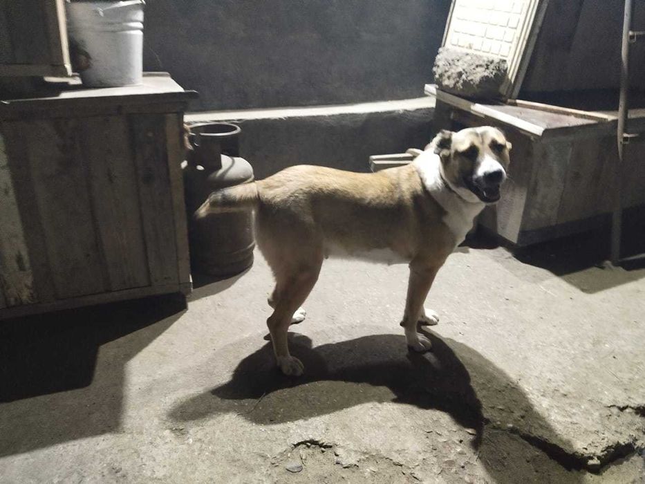 Пропала собака породы алабай.