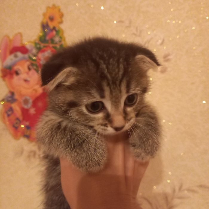 Вислоухий котёнок 1 мес{ дев}