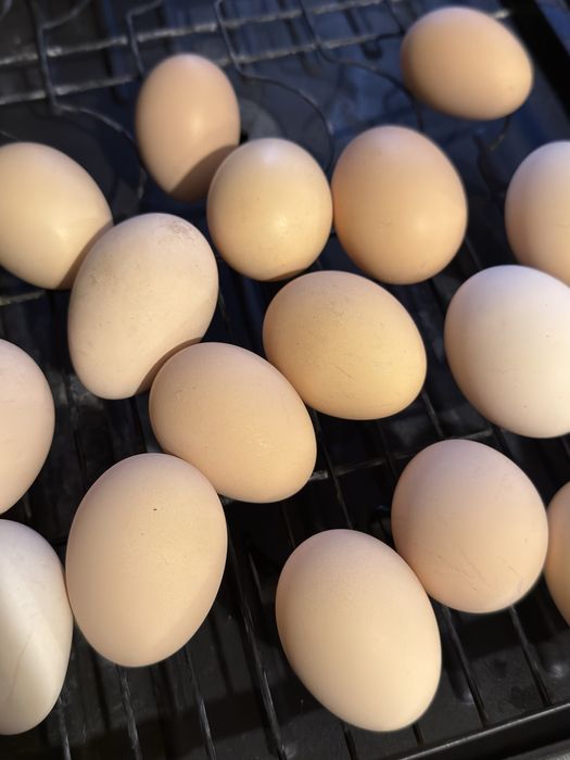 Oua de tara , gaini crescute liber