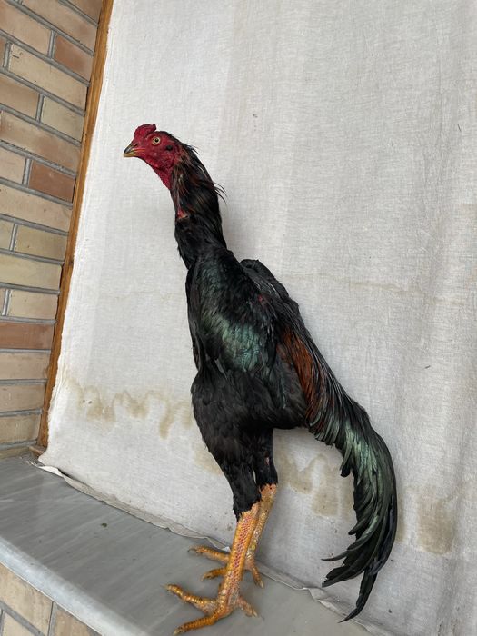 O Shamo iyunda chiqan juja vesi 3,9 kg boqilmagan