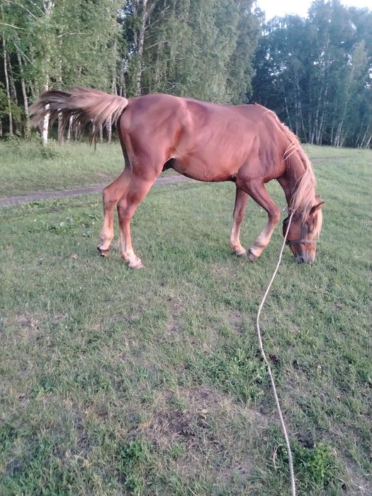 Продам жеребца 2годовалого