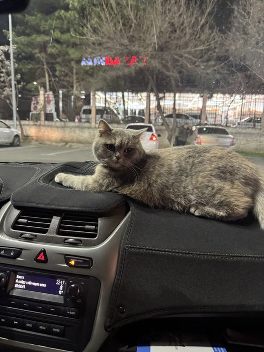 Вязка. Нежная красавица Scottish Straight ищет достойного кота