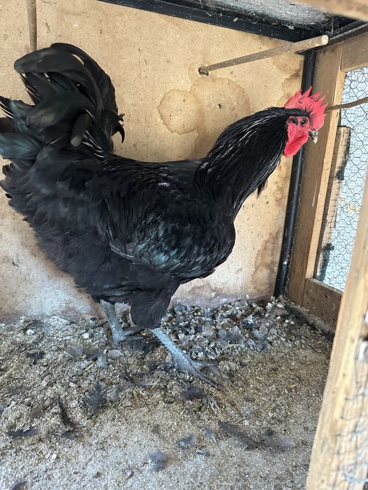 Vand cocosi de australorp