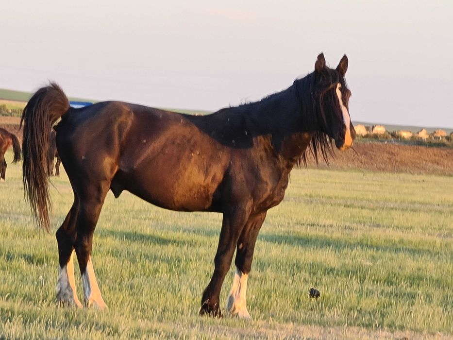 Продам жеребца по клички "Красавчик"