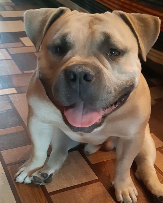 Вязка.Американский булли