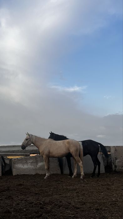 Қазақы мініс білетін ат