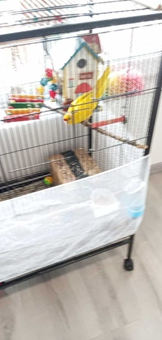 Папагал Какарики с клетка и аксесоари