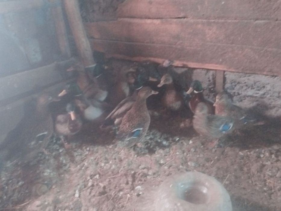 Продам домашних уток