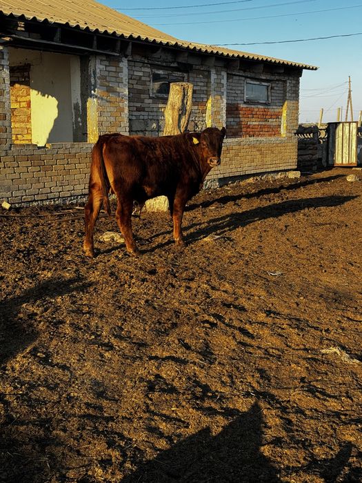 Продам телят бычков 4 головы 2026 года
