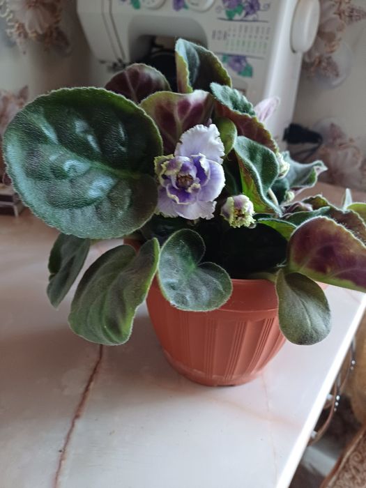 Цветы комнатные.