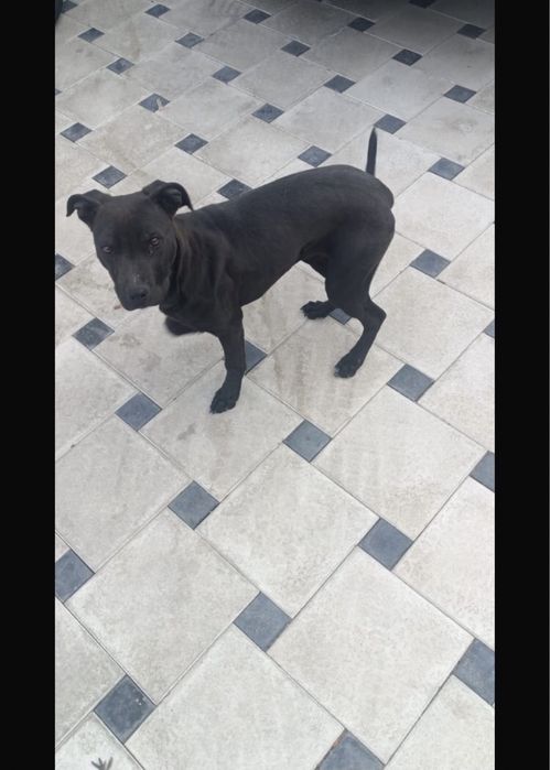 Продам щенка(девочка)