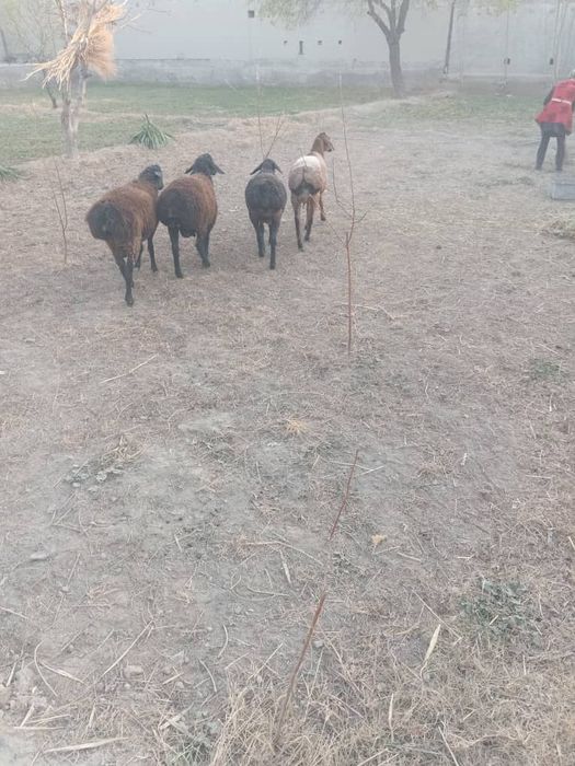 Qòylar sotiladi qqqq