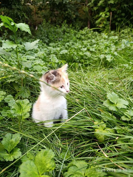 Котята ищут своих людей