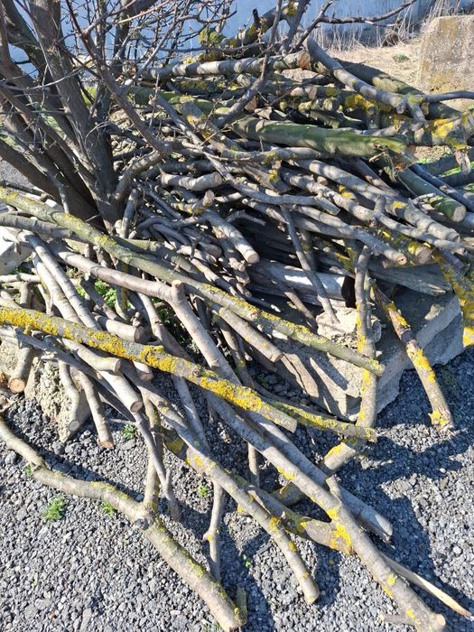 Crengi prun, mar, par, gutui