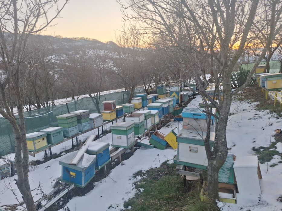 Vand Cutii Stupi Verticali 10 Rame cu Caturi