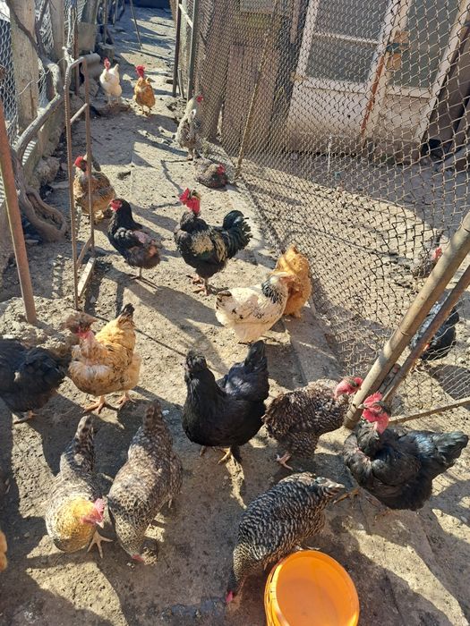 Pui de vânzare  pui