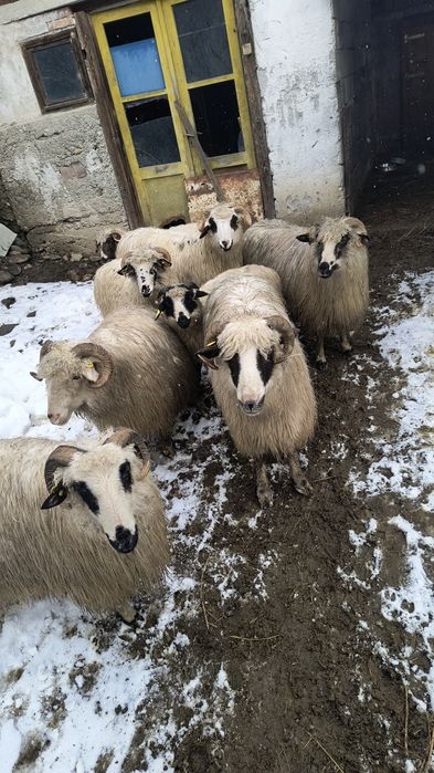Vând 7 oi și un noatin