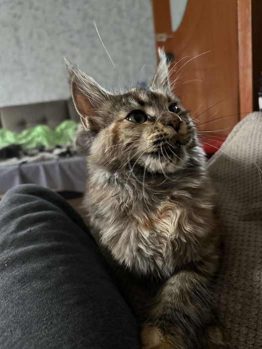 Котята Мейнкуны! Девочки