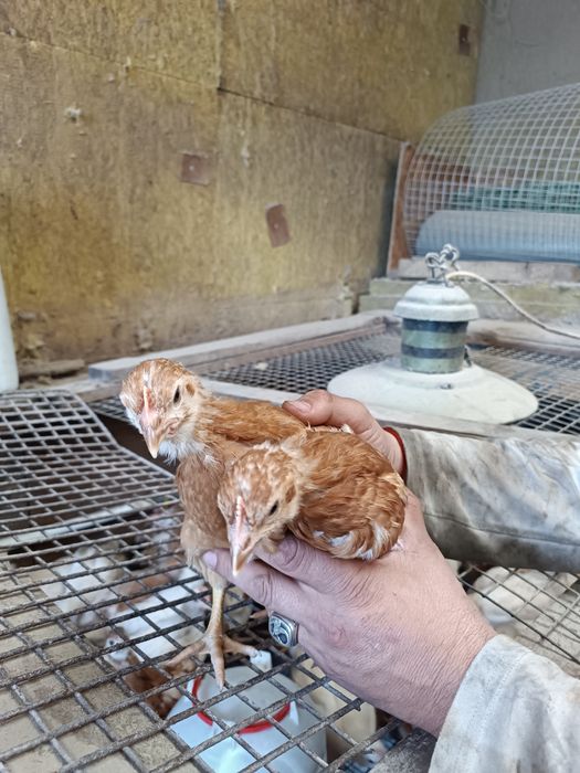 Продам цыплят ломан Браун