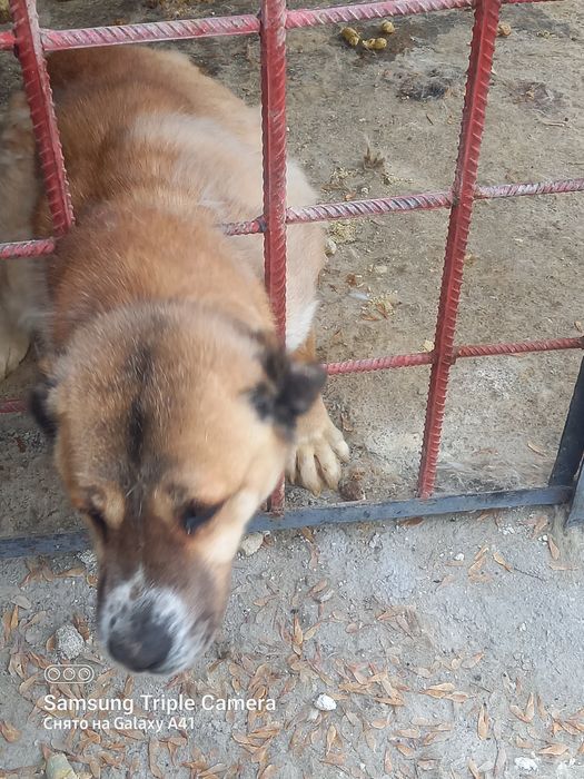 Продам Алабай девочка