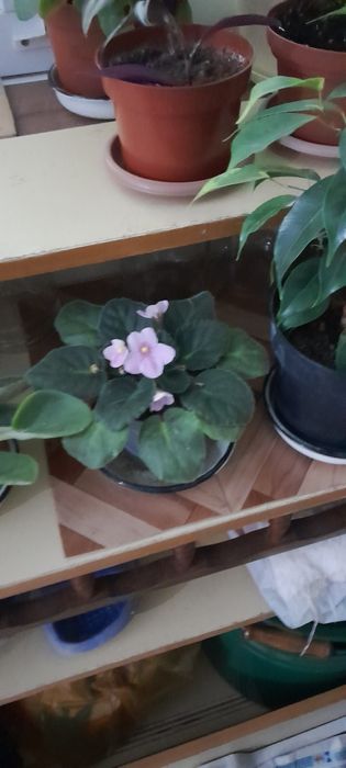 Комнатные цветочки