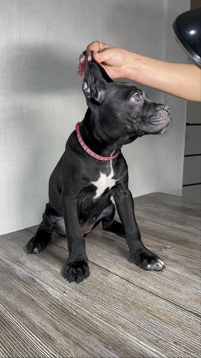 Шенки кане корсо