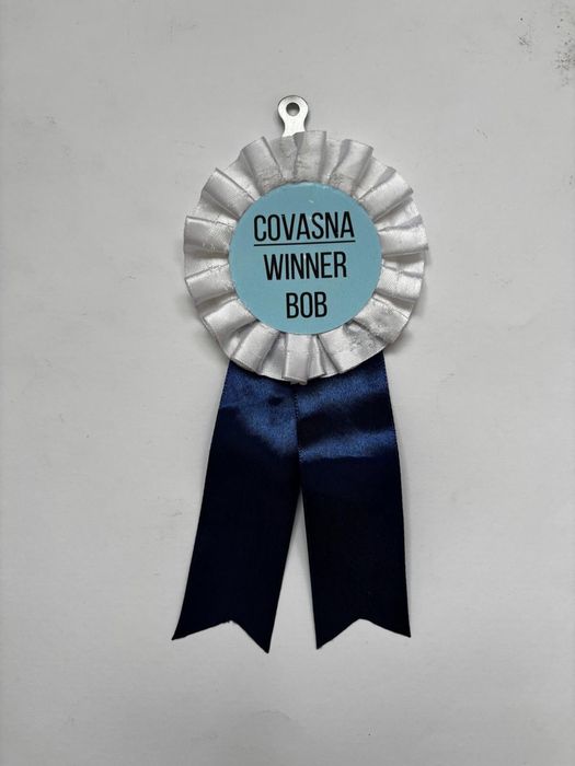 Samoyed foarte energici vaccinati carnet sanatate