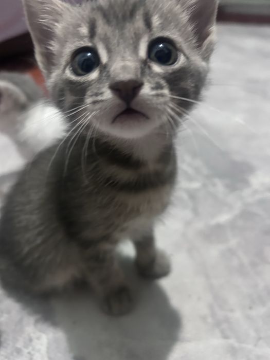 Отдам котят бесплатно