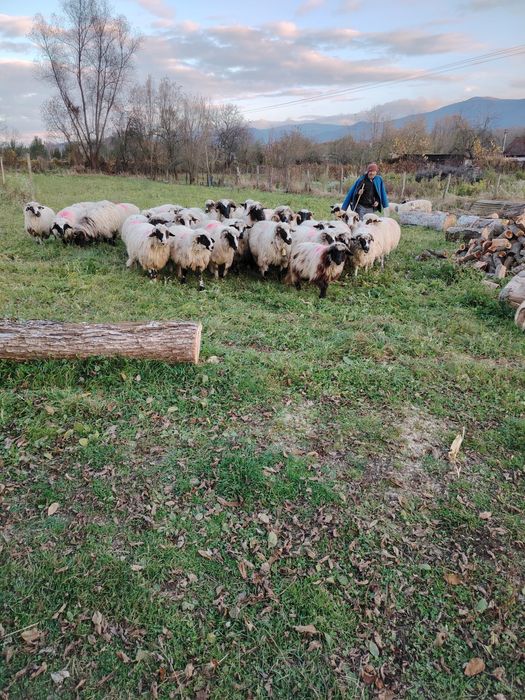 Oii de vânzare detali la telefon