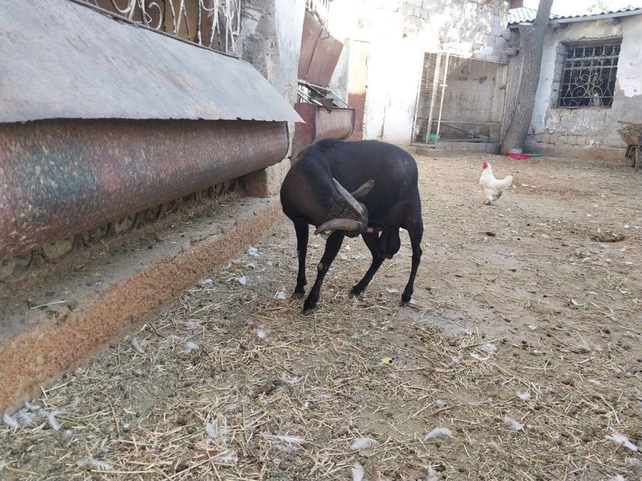 Зотли ечкилар Мурсиана-Гранадина