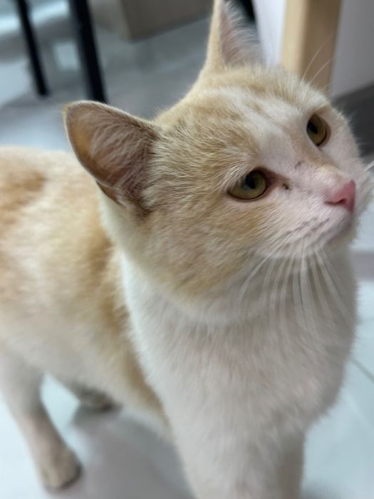 В добрые руки отдадим кошку девочку