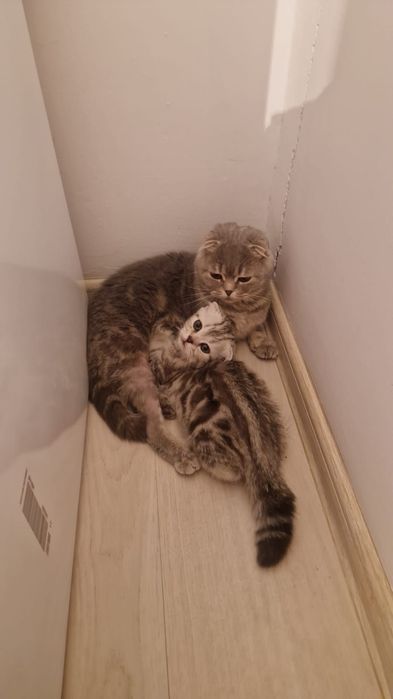 Срочно отдам даром