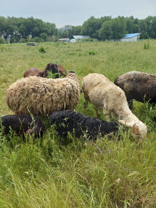 Продам баран с ягнятами